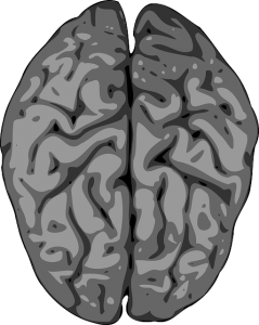 Brain2